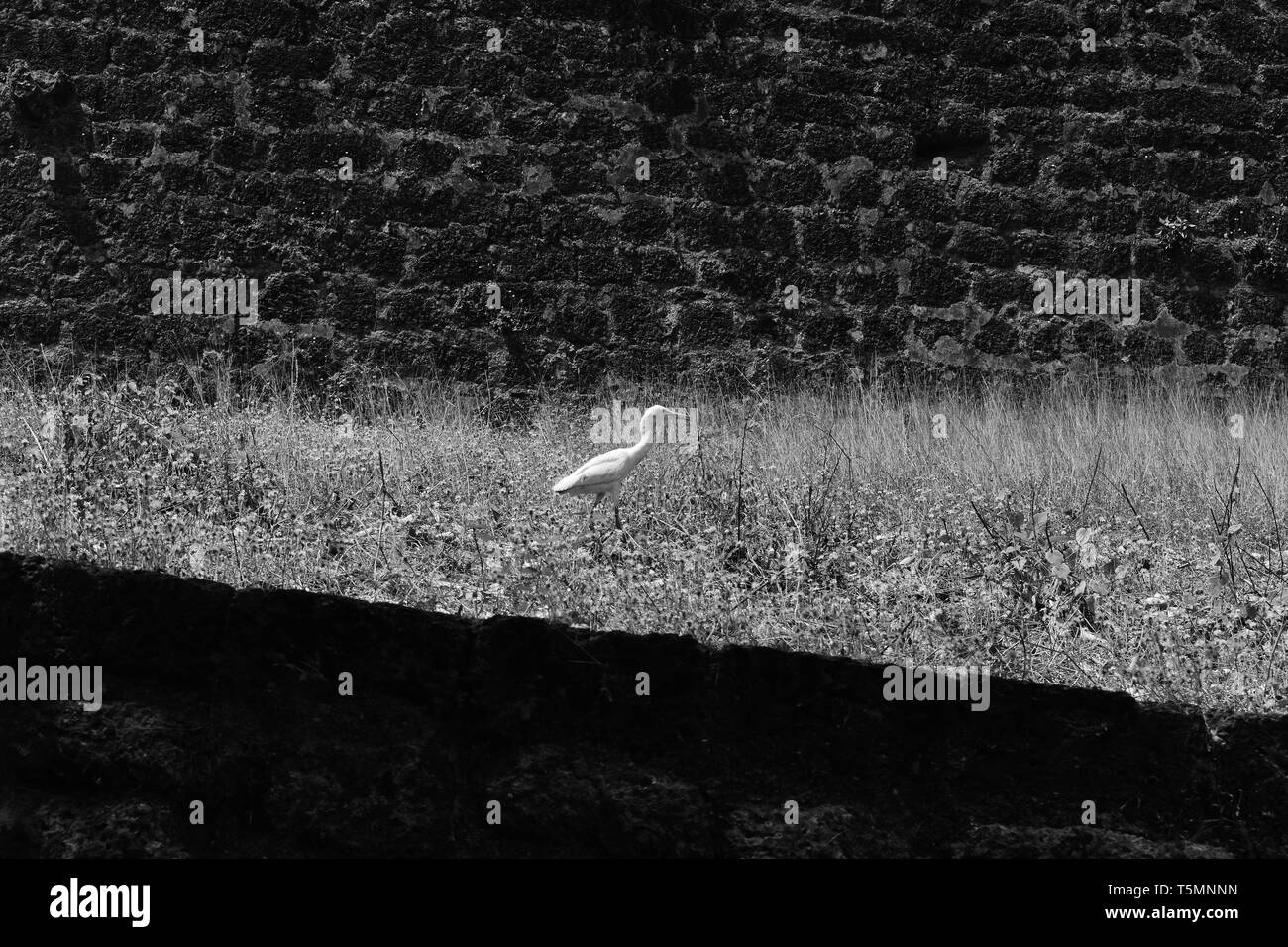 Un Garzetta davanti a una parete di fort in bianco e nero, Foto Stock