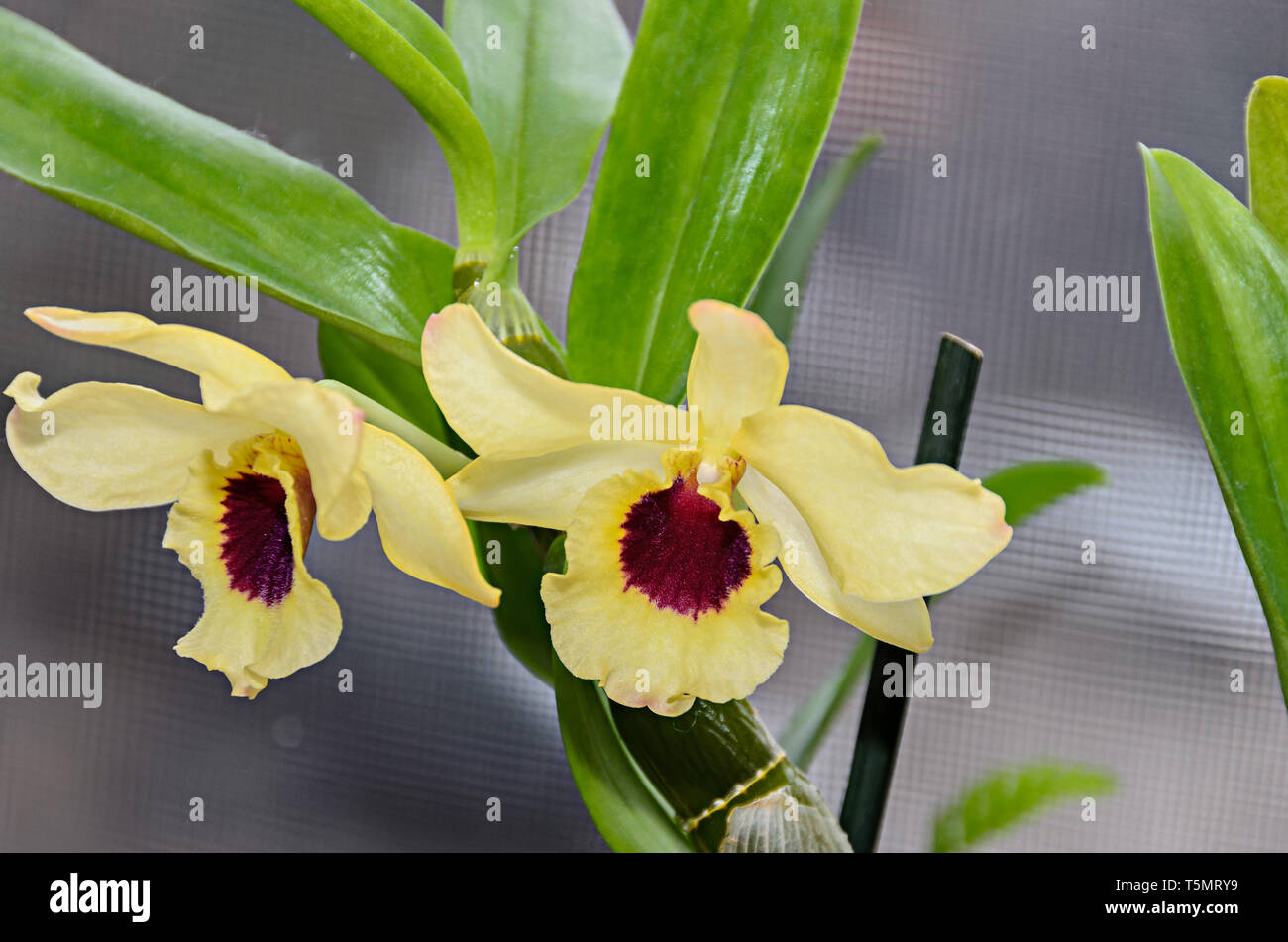 Giallo imperiale ramo di orchidea fiore, Dendrobium Frieda Bratanata. Foto Stock