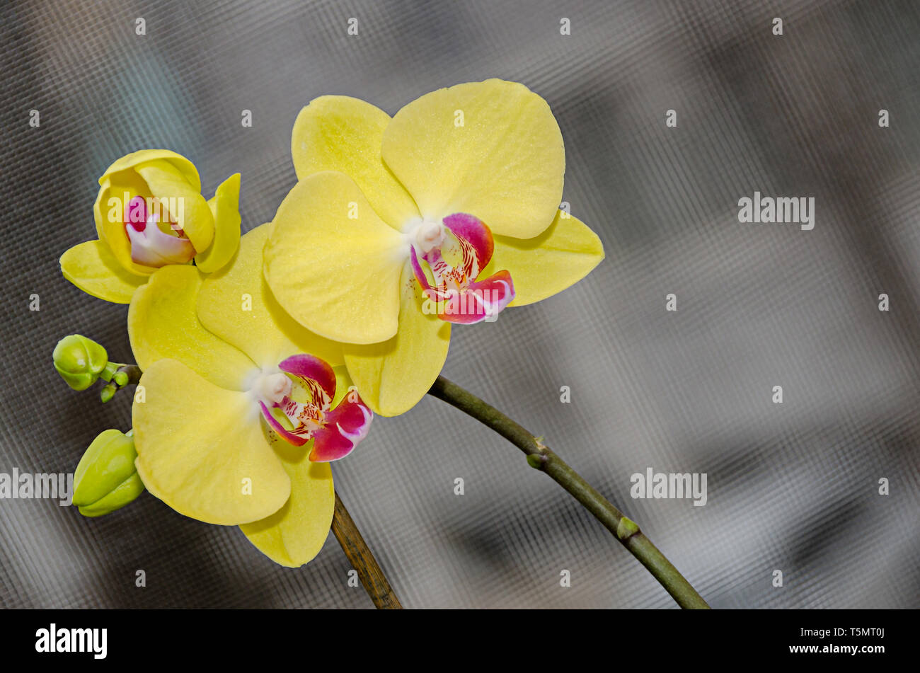 Orchidea Gialla ramo phal fiori, vicino, lo sfondo della finestra. Foto Stock