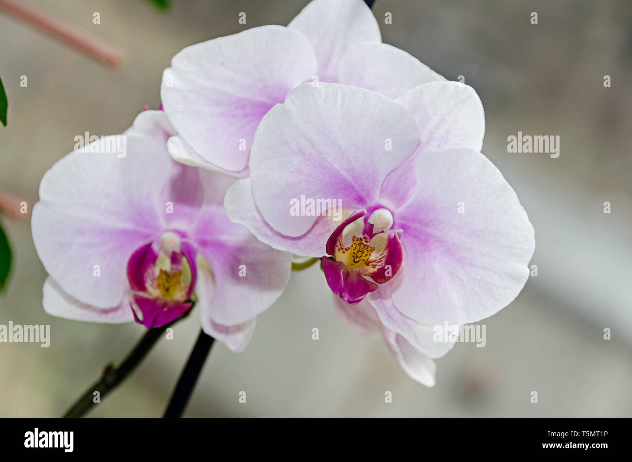 Bianco e malva ramo di orchidea phal fiori, vicino, lo sfondo della finestra. Foto Stock