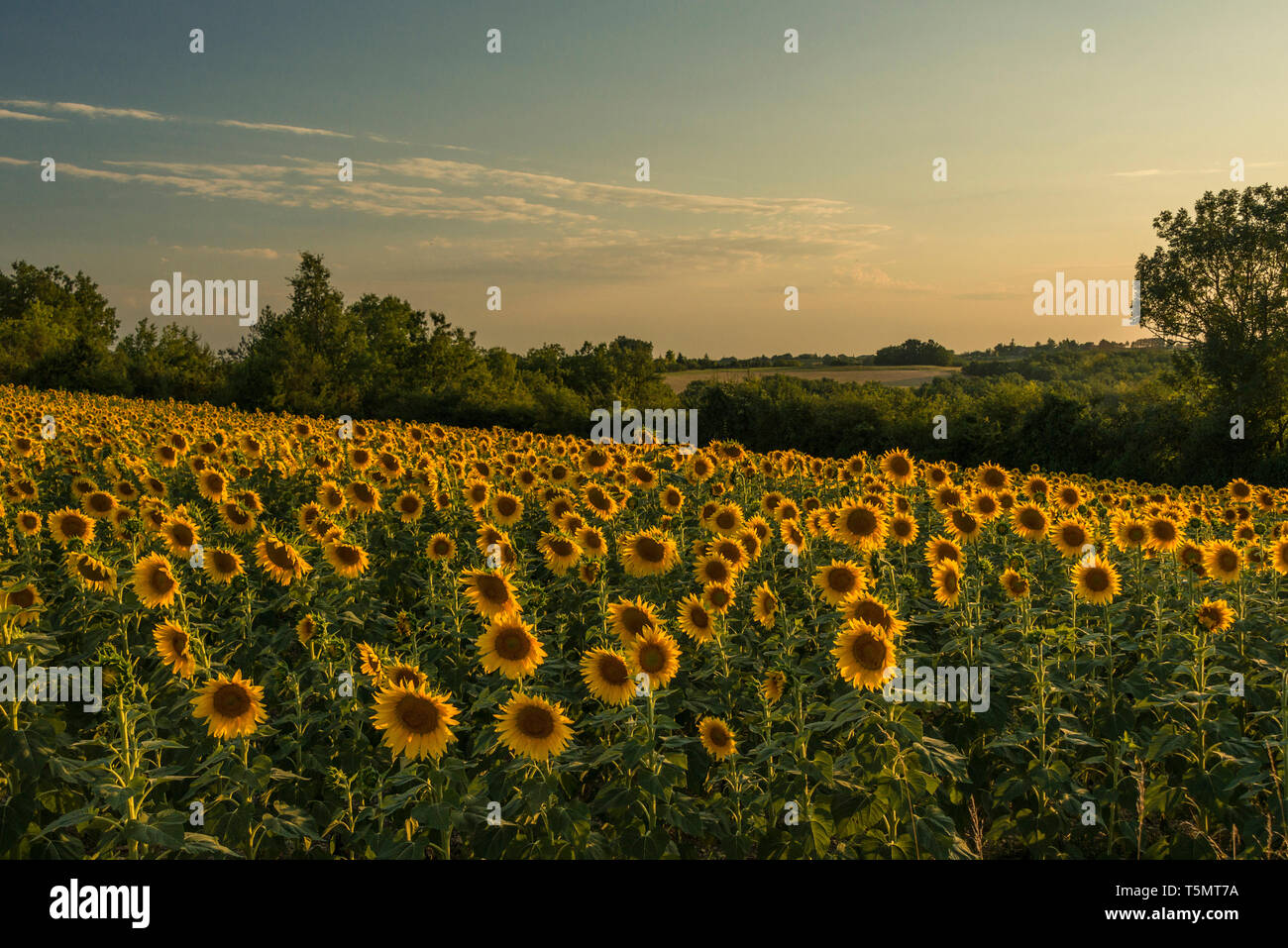 Un campo di girasoli vicino a Gaillac nell'Occitanie regione del sud ovest della Francia. Foto Stock