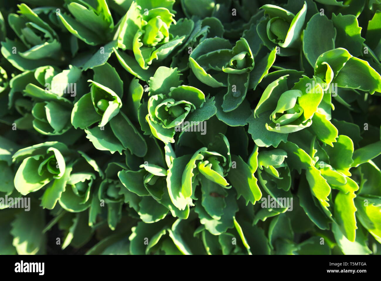 Pigweed verde alla luce del sole Foto Stock