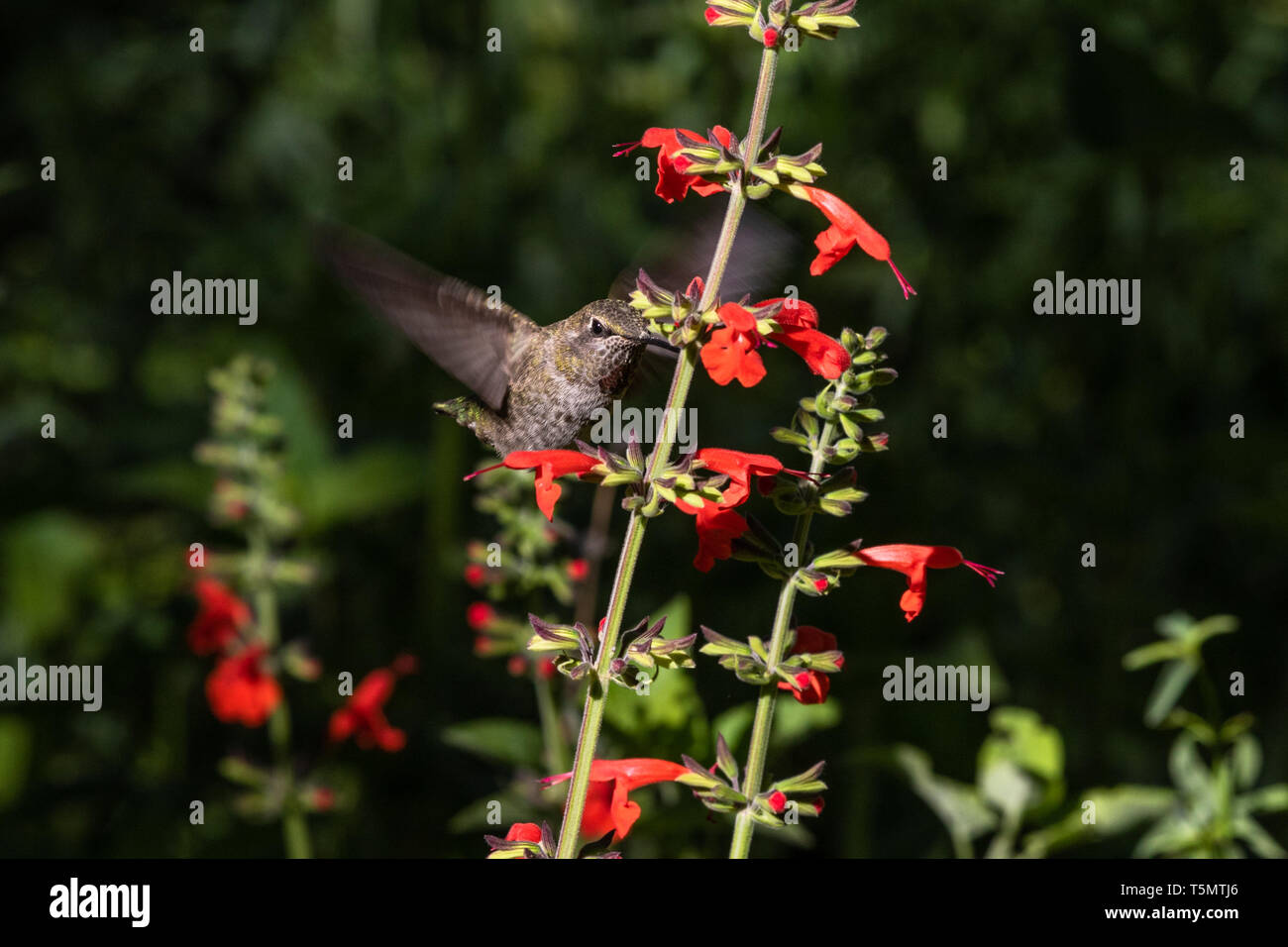 Anna's Hummingbird hovering metà volo, avanzamento sul colore rosso brillante Salvia fiori, in Arizona deserto di Sonora. Foto Stock