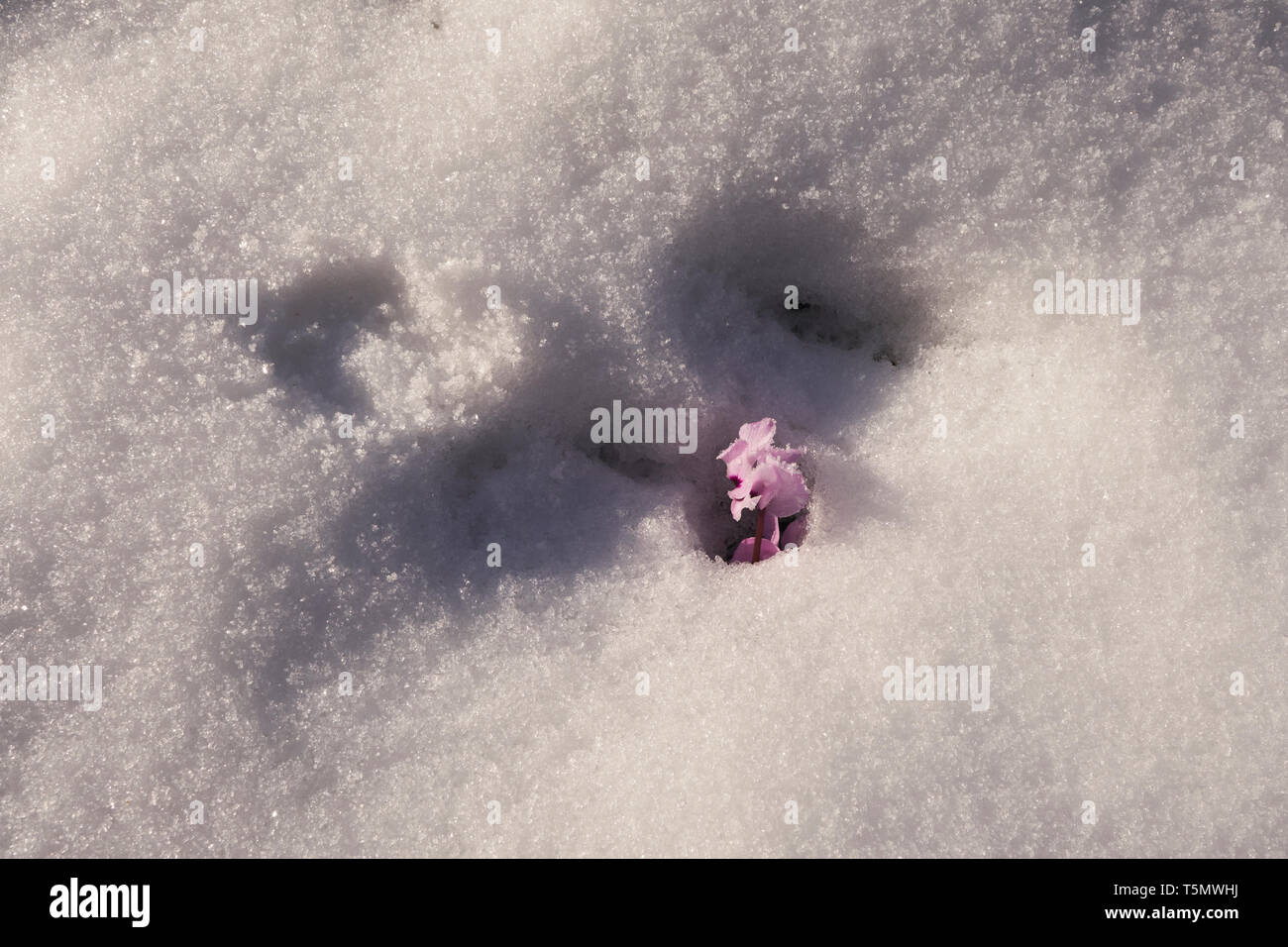 Un ciclamino fiori attraverso la neve in Inghilterra meridionale, 3 febbraio 2019 Foto Stock