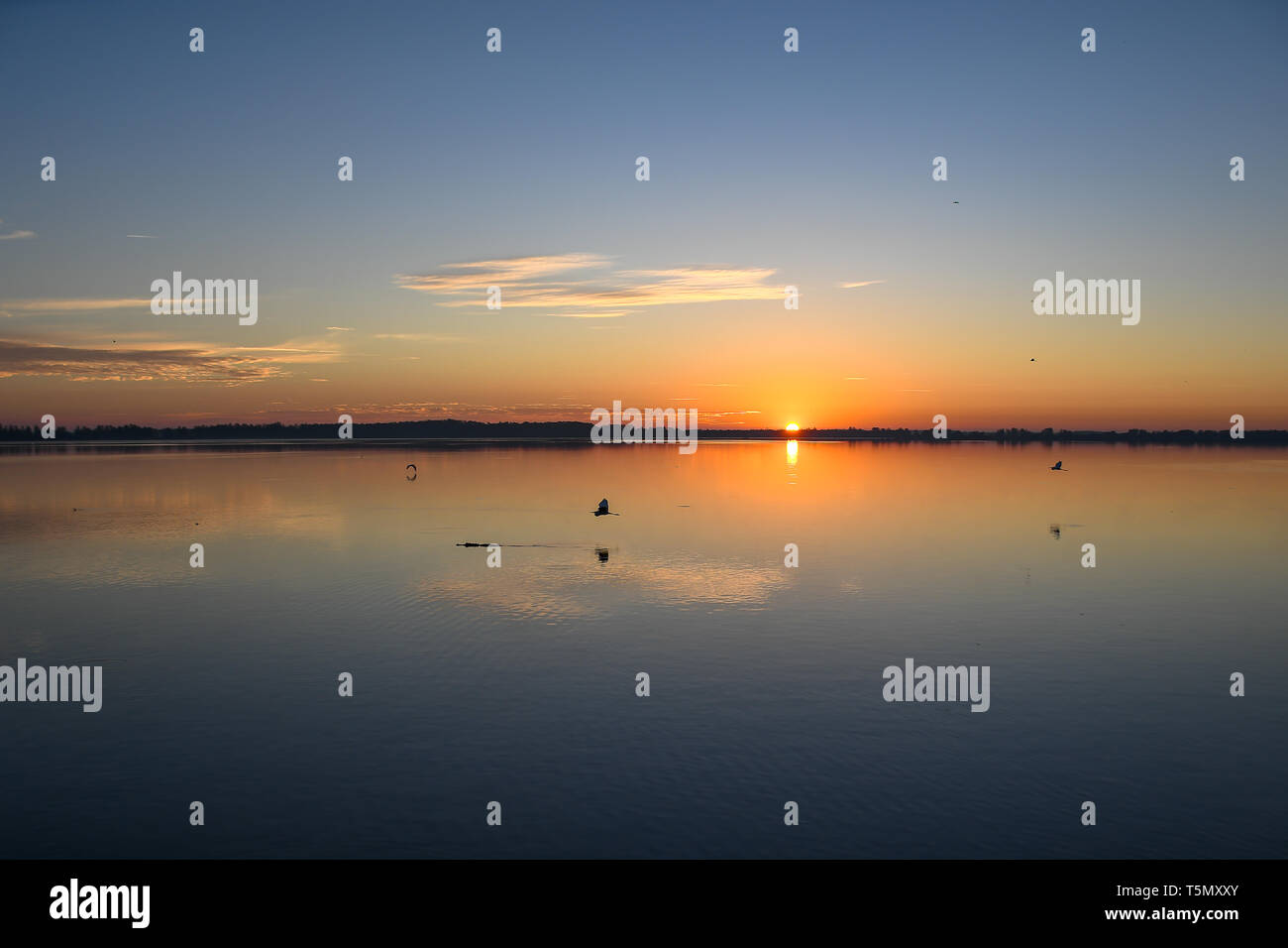 Florida sunrise sulle sponde di un lago con una silhouette di un alligatore Foto Stock