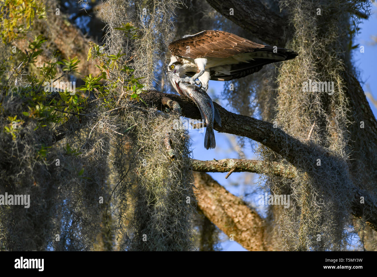 Osprey appollaiato su un ramo di mangiare un pesce Foto Stock