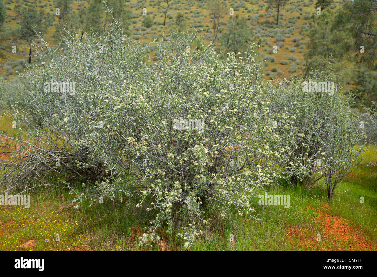 Buckbrush (Ceanothus cuneatus), Rosso area collinare di fondamentale interesse ambientale, California Foto Stock