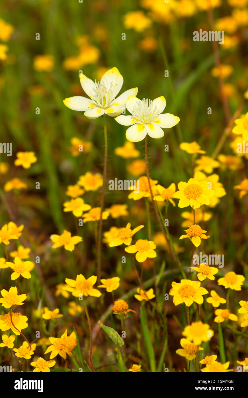 Creamcups (Platystemon californicus) , Rosso area collinare di fondamentale interesse ambientale, California Foto Stock
