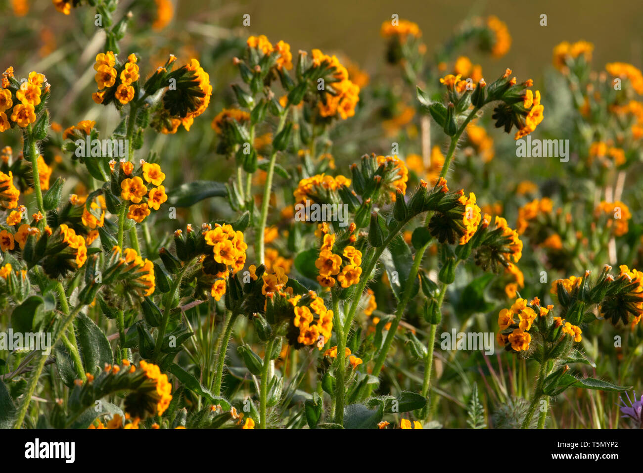 Fiddlenecks, Kern County, California Foto Stock