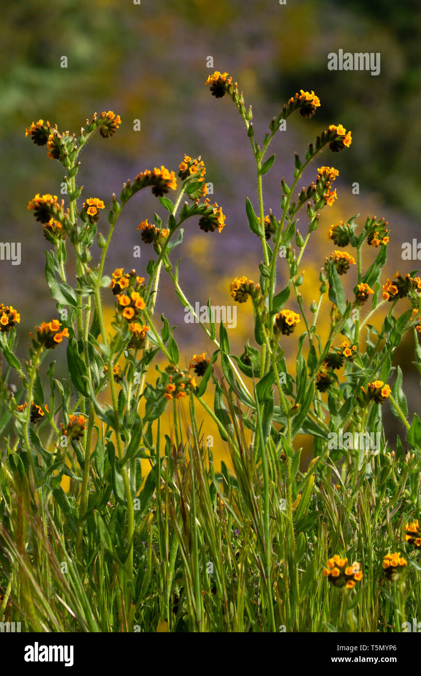 Fiddlenecks, Kern County, California Foto Stock