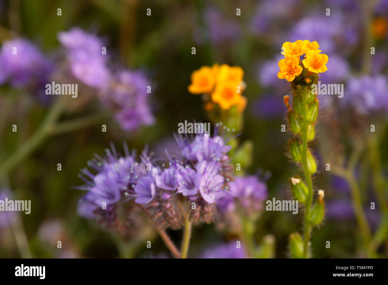 Fiddlenecks con Phacelia, Kern County, California Foto Stock