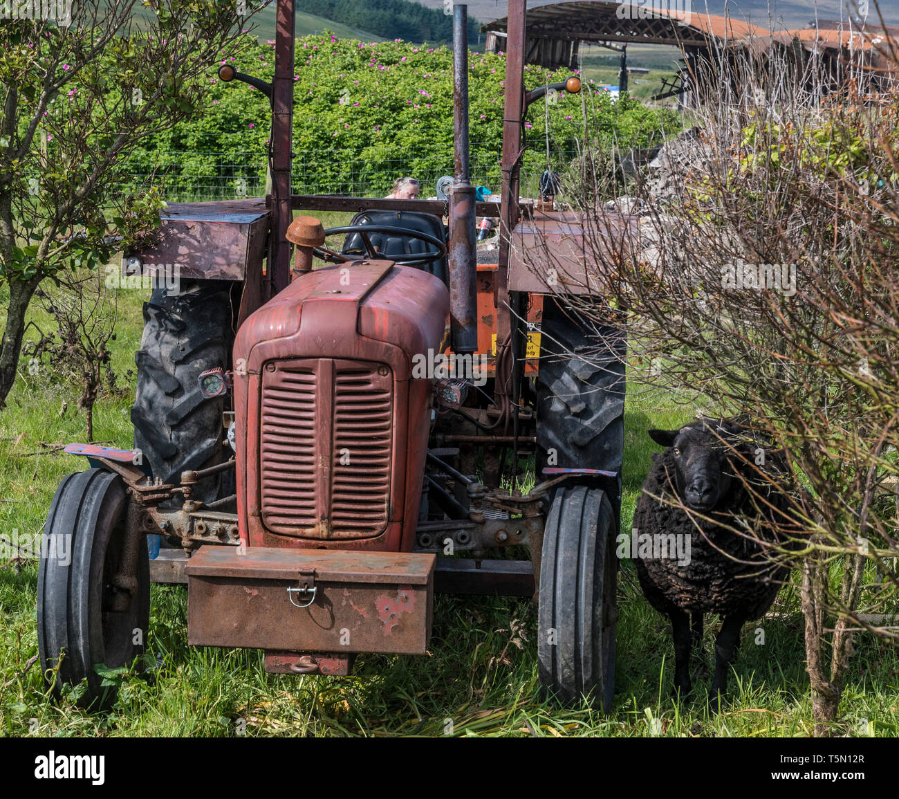Massey Ferguson e la pecora nera, orkney Foto Stock