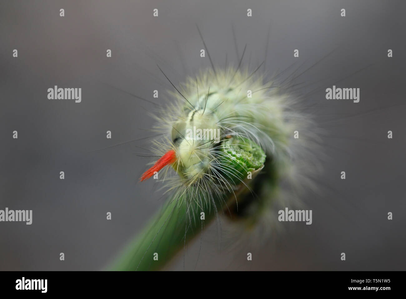 Pale tussock moth caterpillar, Calliteara pudibunda Foto Stock