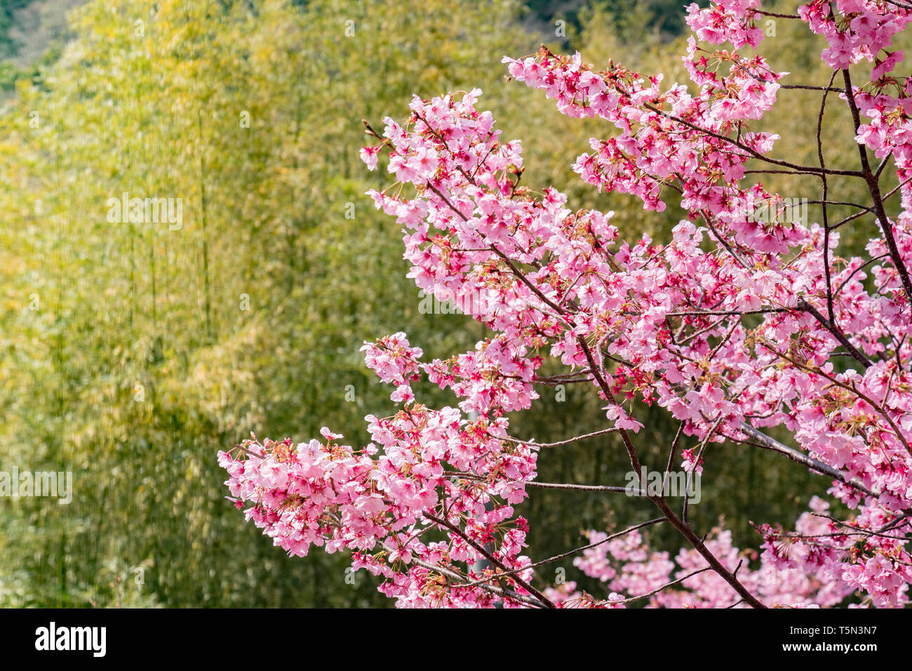 Fiore di Ciliegio contro uno sfondo di bambù Katahara al Santuario, Gamagori, Giappone Foto Stock