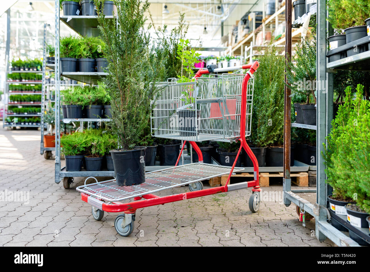 Acquisto di piante decorative al supermercato del giardino Foto Stock