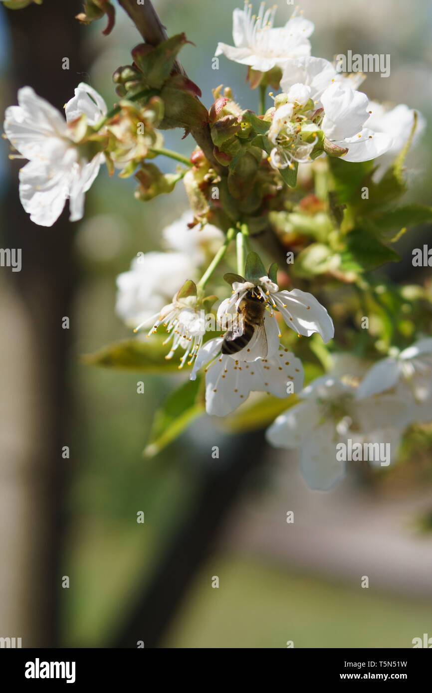 Un albero pieno di fiori di ciliegio e gli insetti: Primavera in Germania Foto Stock