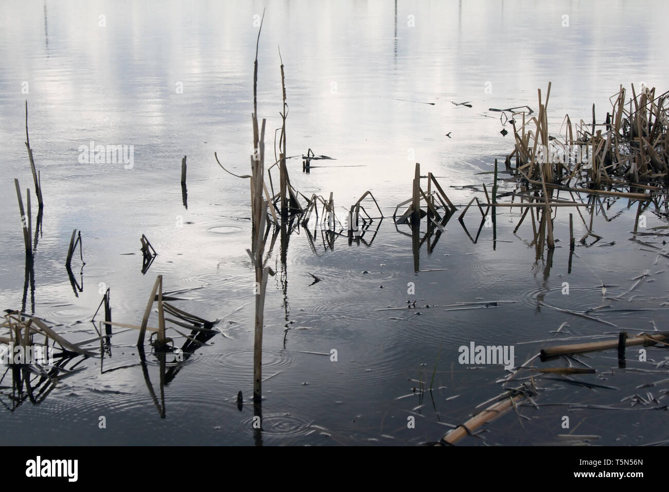In autunno la pioggia su un lago Foto Stock
