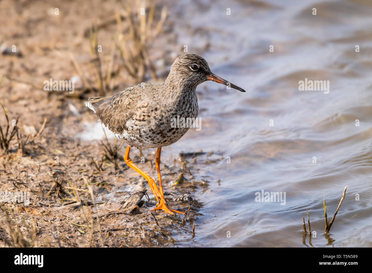 Redshank alla ricerca di cibo Foto Stock