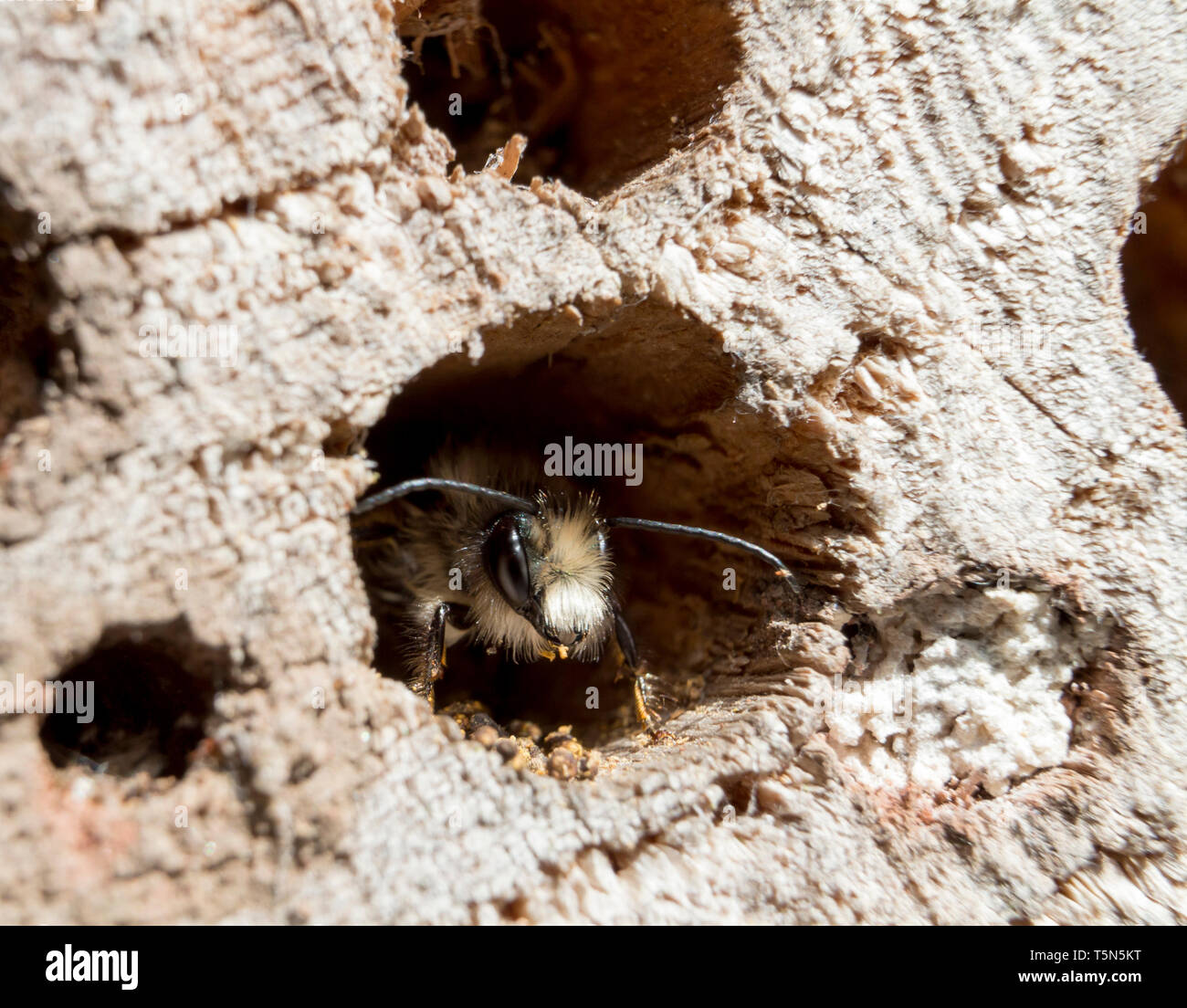 Red Mason Bee (Osmia simum) si prepara a lasciare il suo nido in un registro trapanato bee hotel. Foto Stock