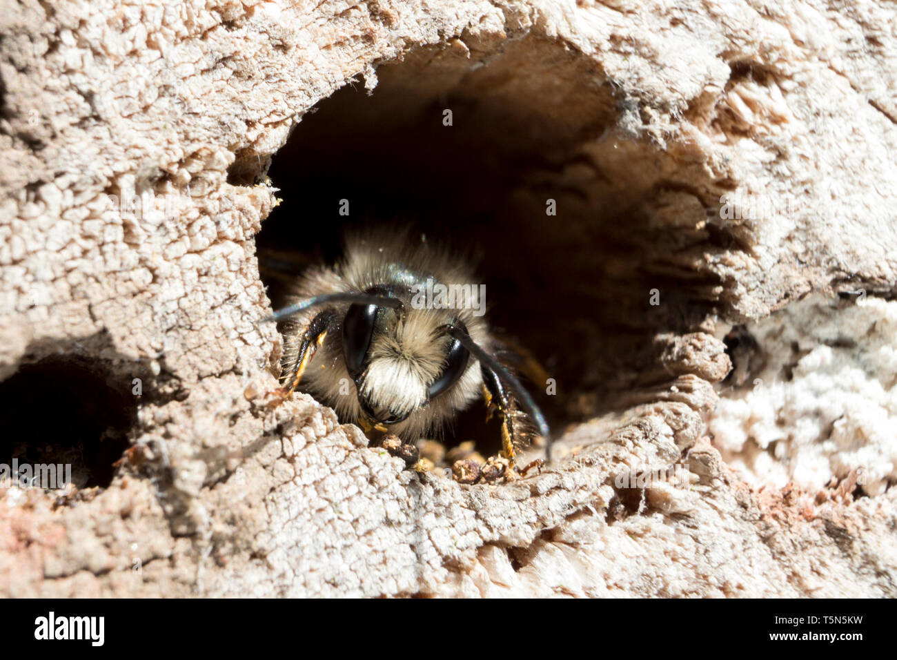 Red Mason Bee (Osmia simum) si prepara a lasciare il suo nido in un registro trapanato bee hotel. Foto Stock