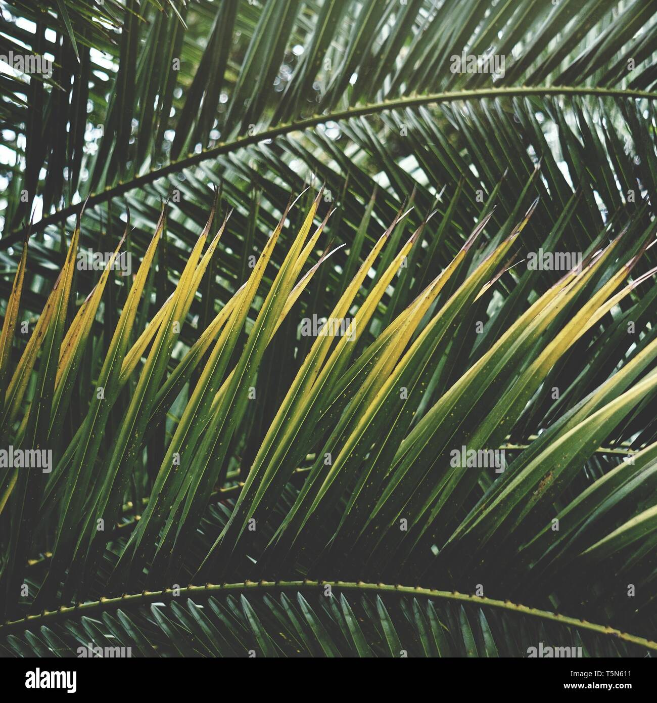 Green Palm tree lascia lo sfondo a trama nella natura Foto Stock