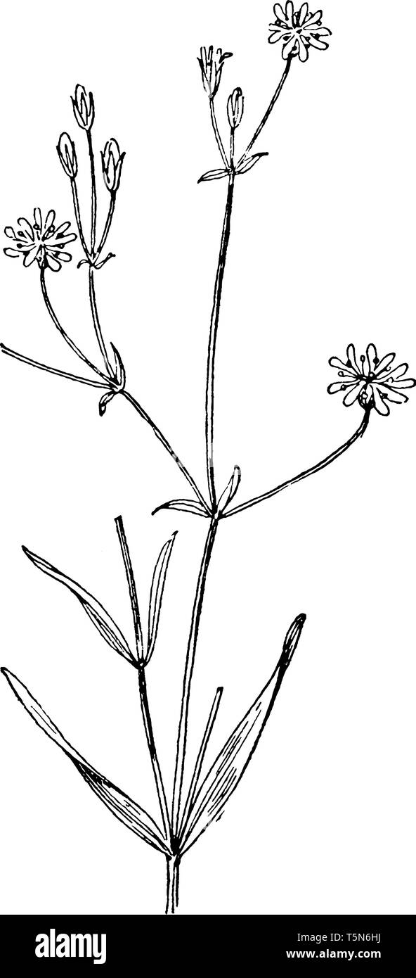 Un'immagine mostra l'acqua erba come Starwort impianto. È anche chiamato come Stellaria Graminea. I fiori sono bianchi, piccoli e distribuiti in maniera Illustrazione Vettoriale