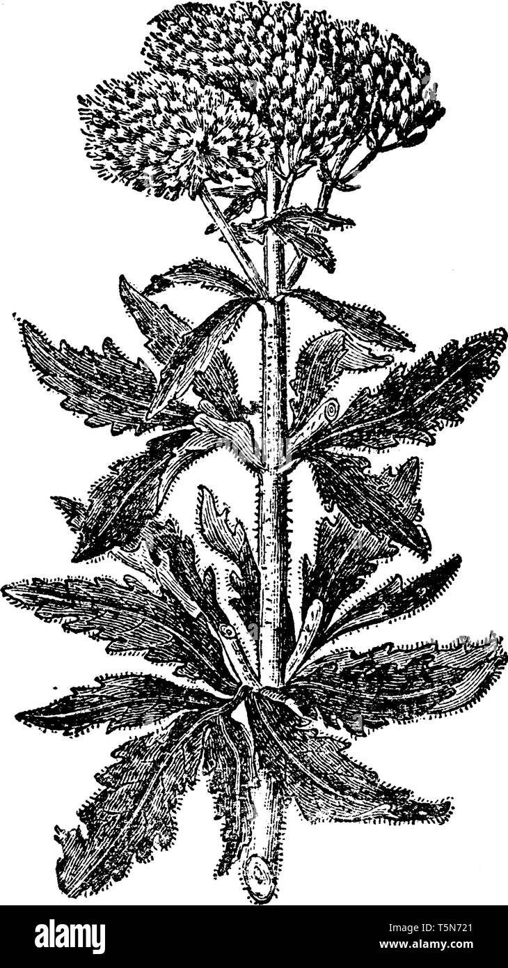Una foto mostra Eupatorium cannabinum, noto anche come canapa-agrimonia. Questa è una pianta erbacea che appartiene alla famiglia di margherita. È nativo dell Unione Europea Illustrazione Vettoriale