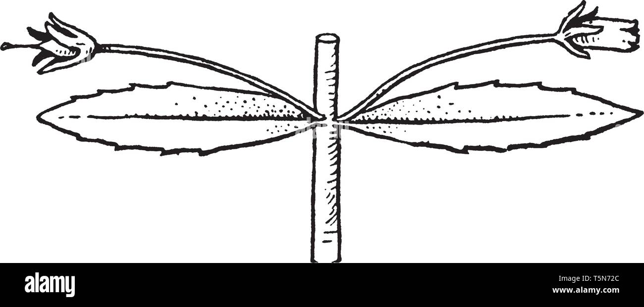 Gratiola è una piccola pianta perenne, lunga frondosa semi-whorled puntine di piccoli fiori-di solito viola-blu, rosa, rosso o bianco-blossom in estate, vint Illustrazione Vettoriale