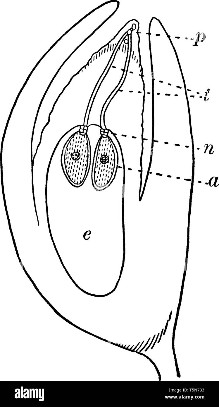 Una immagine di una sezione longitudinale attraverso l ovulo fecondato di un abete. i granelli di polline, tubi di polline, il collo del archegonium, corpo di archegonium con Illustrazione Vettoriale