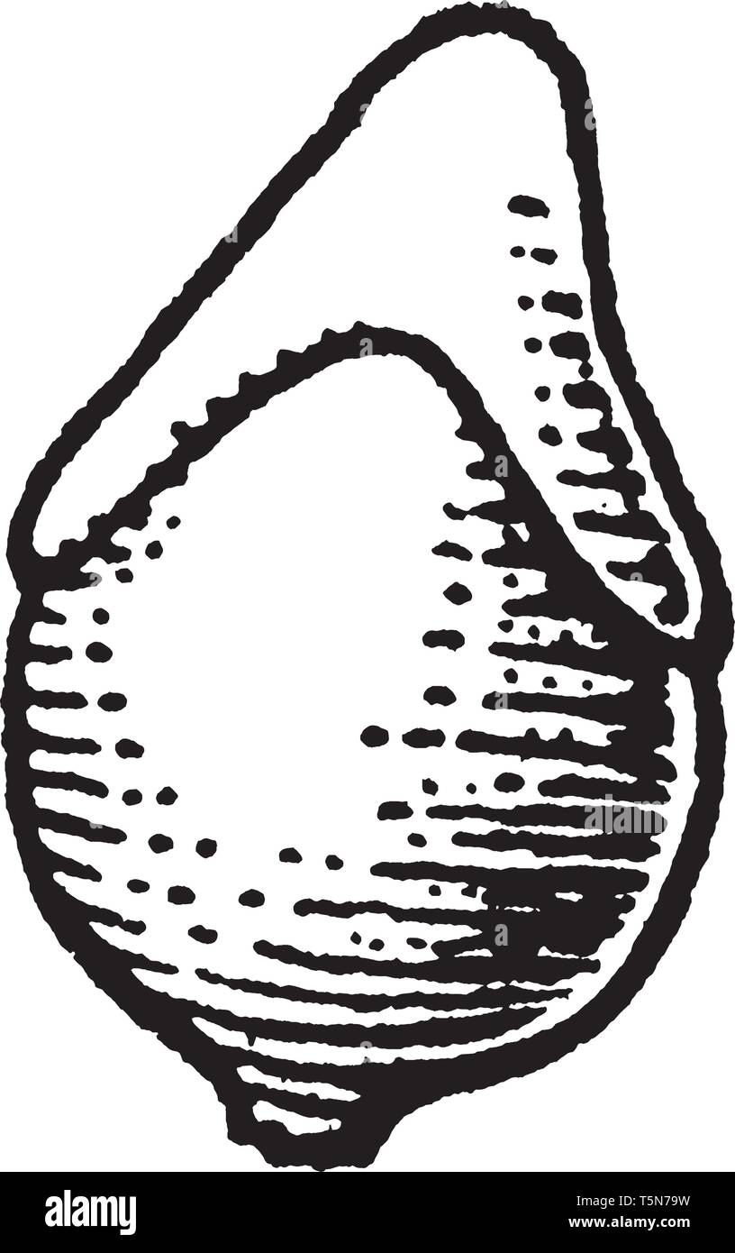La maggior parte spesso applicata alle lame di balestra che avvolgere parzialmente o hanno delle alette attorno allo stelo o il picciolo e si estendono verso il basso lungo lo stelo.e la sua forma è un cono sha Illustrazione Vettoriale La maggior parte spesso applicata alle lame di balestra che avvolgere parzialmente o hanno delle alette attorno allo stelo o il picciolo e si estendono verso il basso lungo lo stelo.e la sua forma è un cono sha Illustrazione Vettoriale