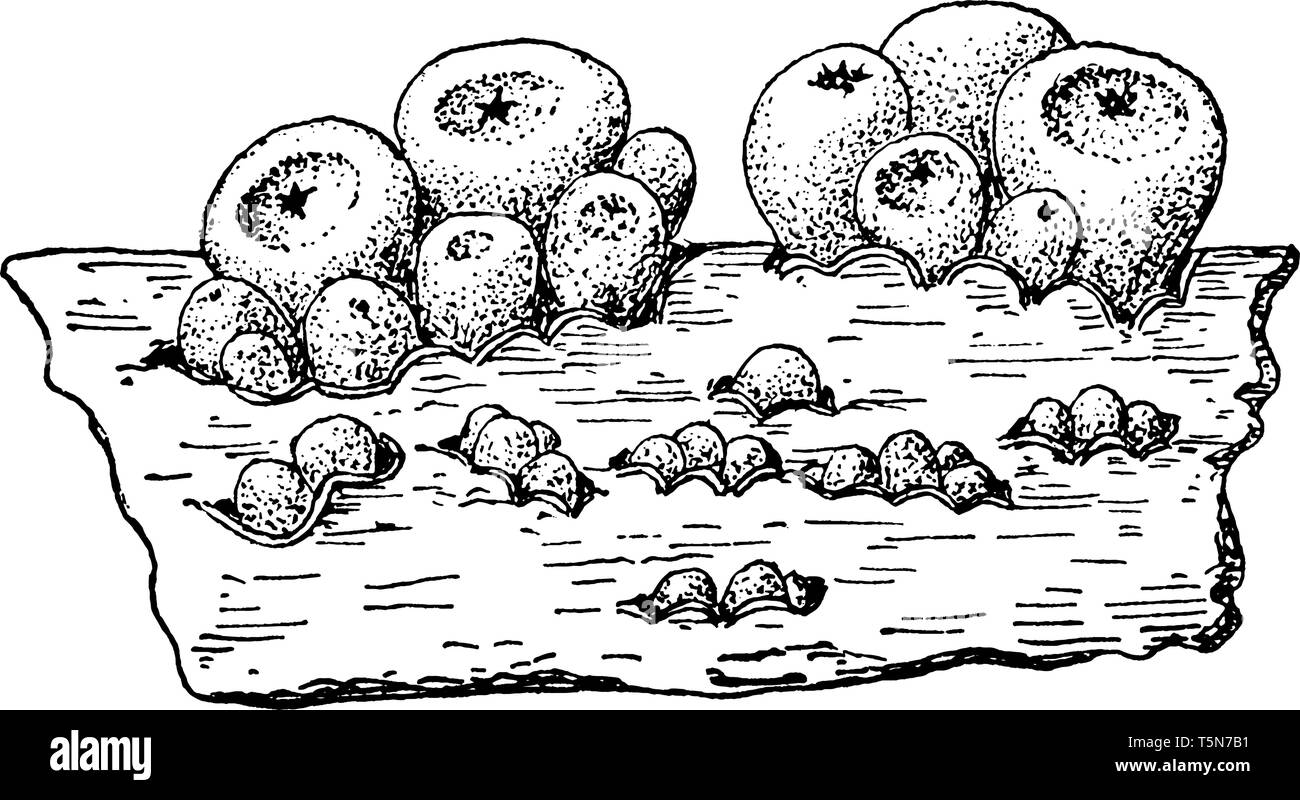 Una foto di Scleroderris fuliginosa. Si è detto che fuliginosa è un parassita su ramoscelli e rami di salici in Europa e in America del Nord, vintage li Illustrazione Vettoriale