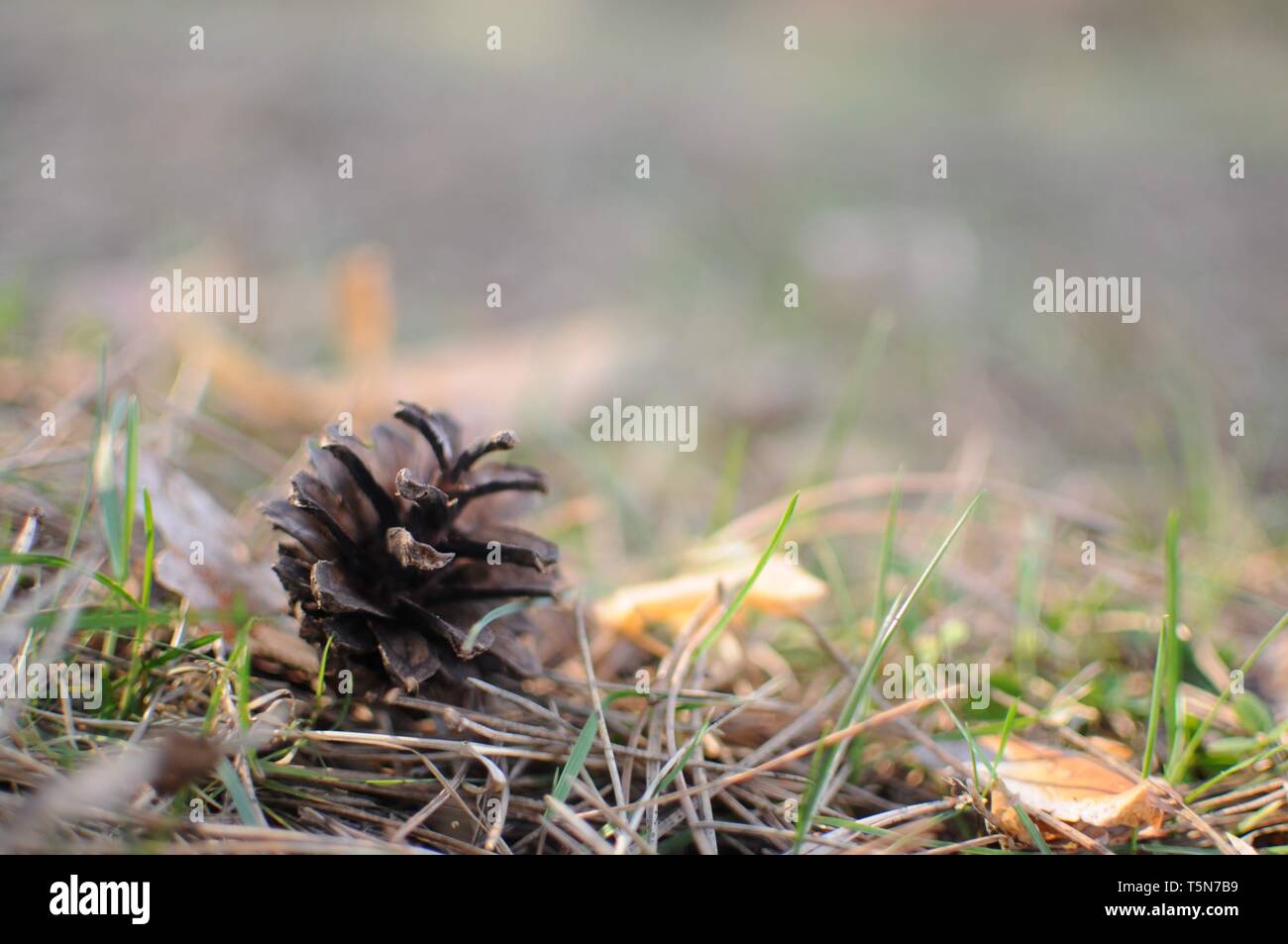 Pigna giacciono su aghi caduti Foto Stock