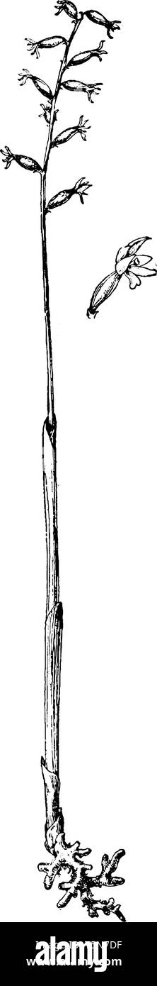 Inizio radice di corallo è anche noto come Yellow coralroot. I suoi fiori trovati nella luce di colore bruno-verdognolo bianco giallastro colori, vintage disegno della linea o engra Illustrazione Vettoriale