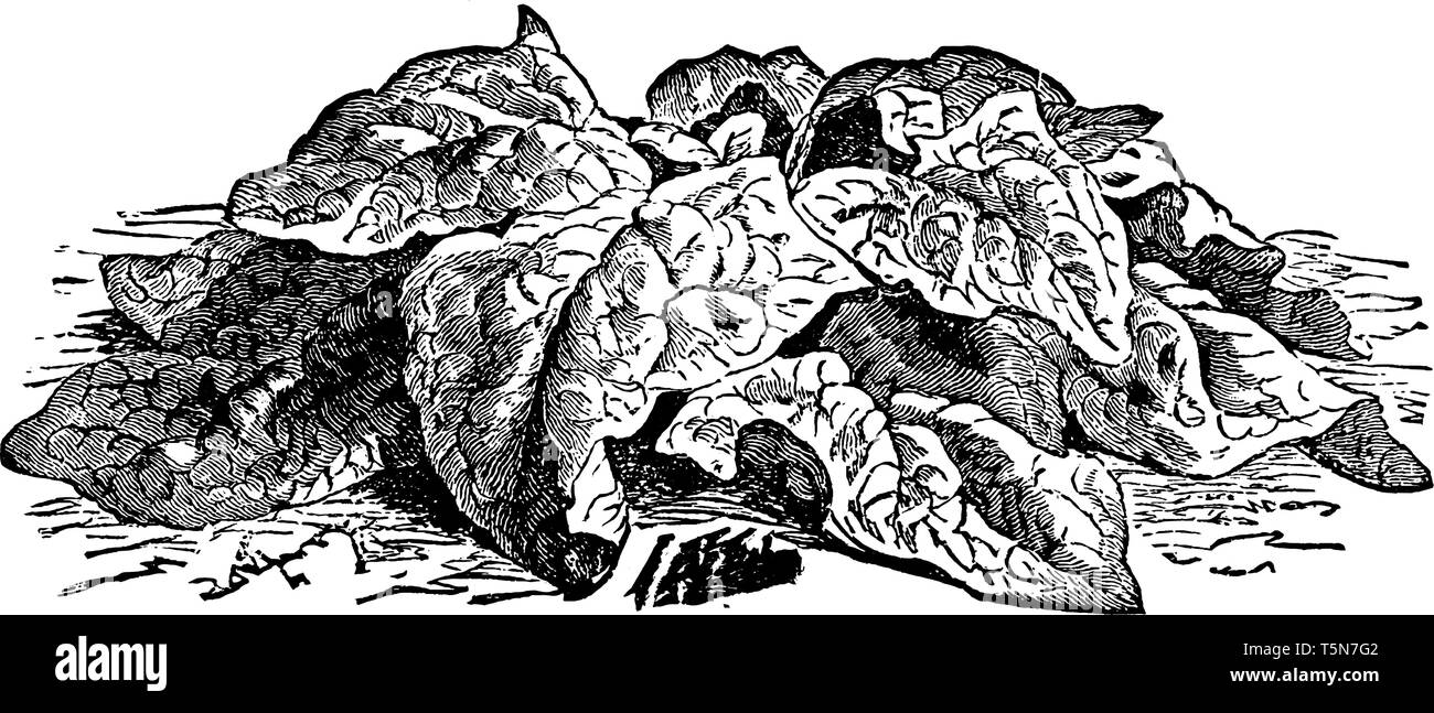 Si tratta di una punta di Arlington foglia. Le foglie sono lunghe, spessa e densa. Gli steli arte molto breve foglie sono attaccati a steli, vintage disegno della linea o Illustrazione Vettoriale