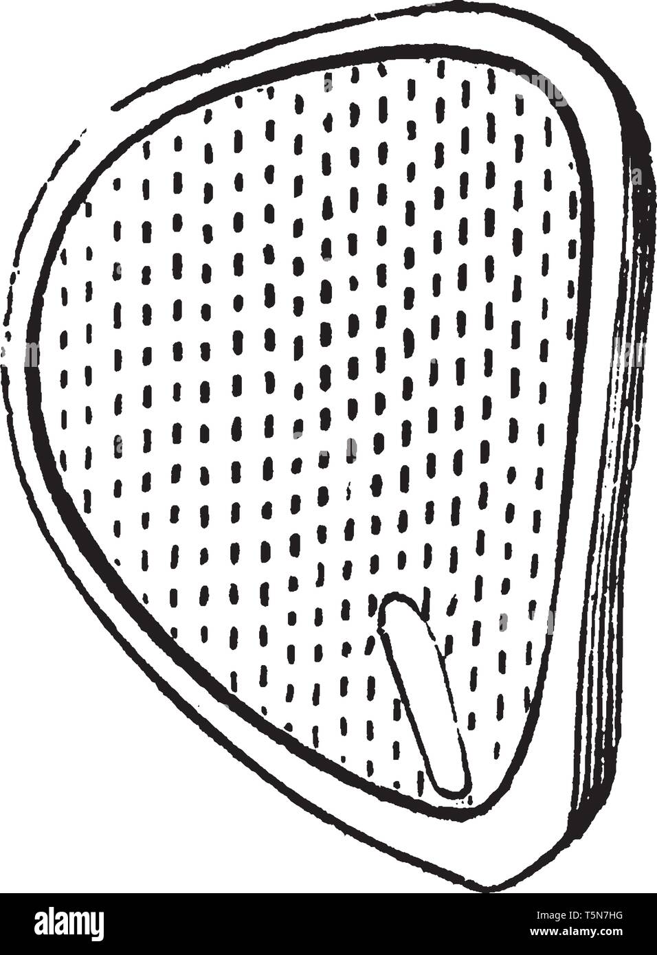 Questo mostra embrione, esso è di forma ovale. Impianto di embrione si sviluppa all'interno, vintage disegno della linea di incisione o illustrazione. Illustrazione Vettoriale