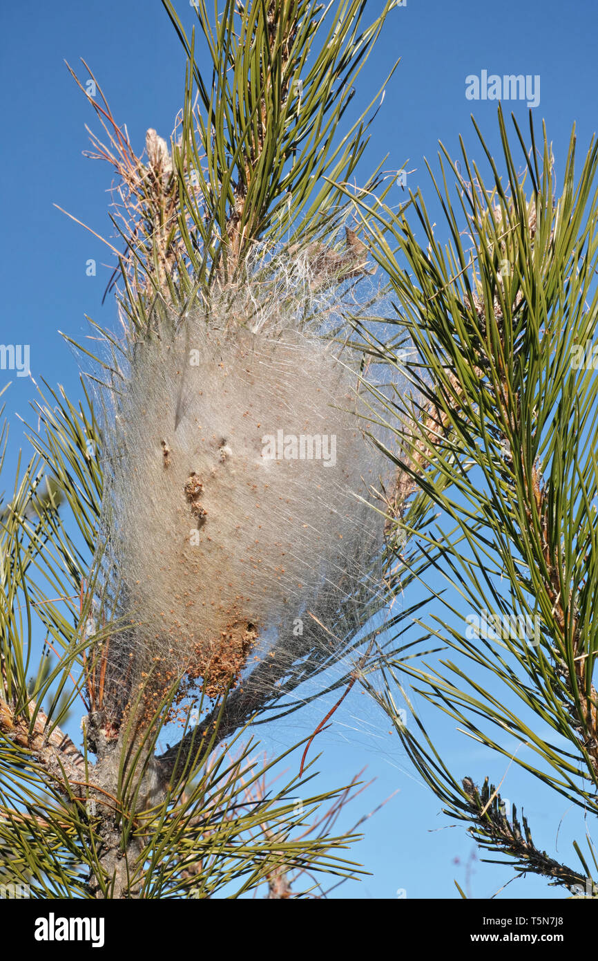 Nest (tenda) di pine processionary larve su un pino Foto Stock