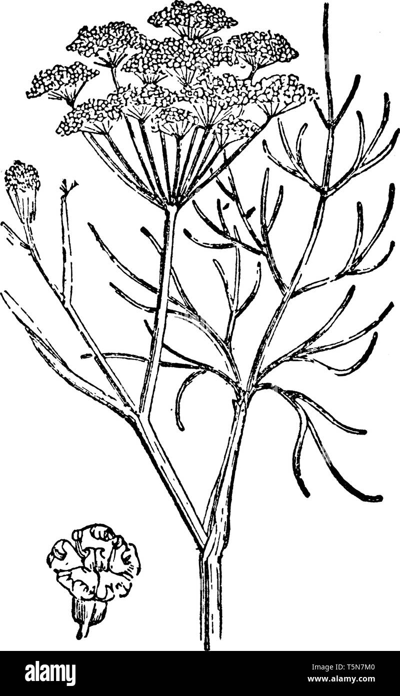 Una foto che mostra il finocchio. Essa appartiene alla famiglia di carota. Si tratta di un ardito, erbe perenni con fiori gialli e foglie feathery, vintage disegno della linea Illustrazione Vettoriale