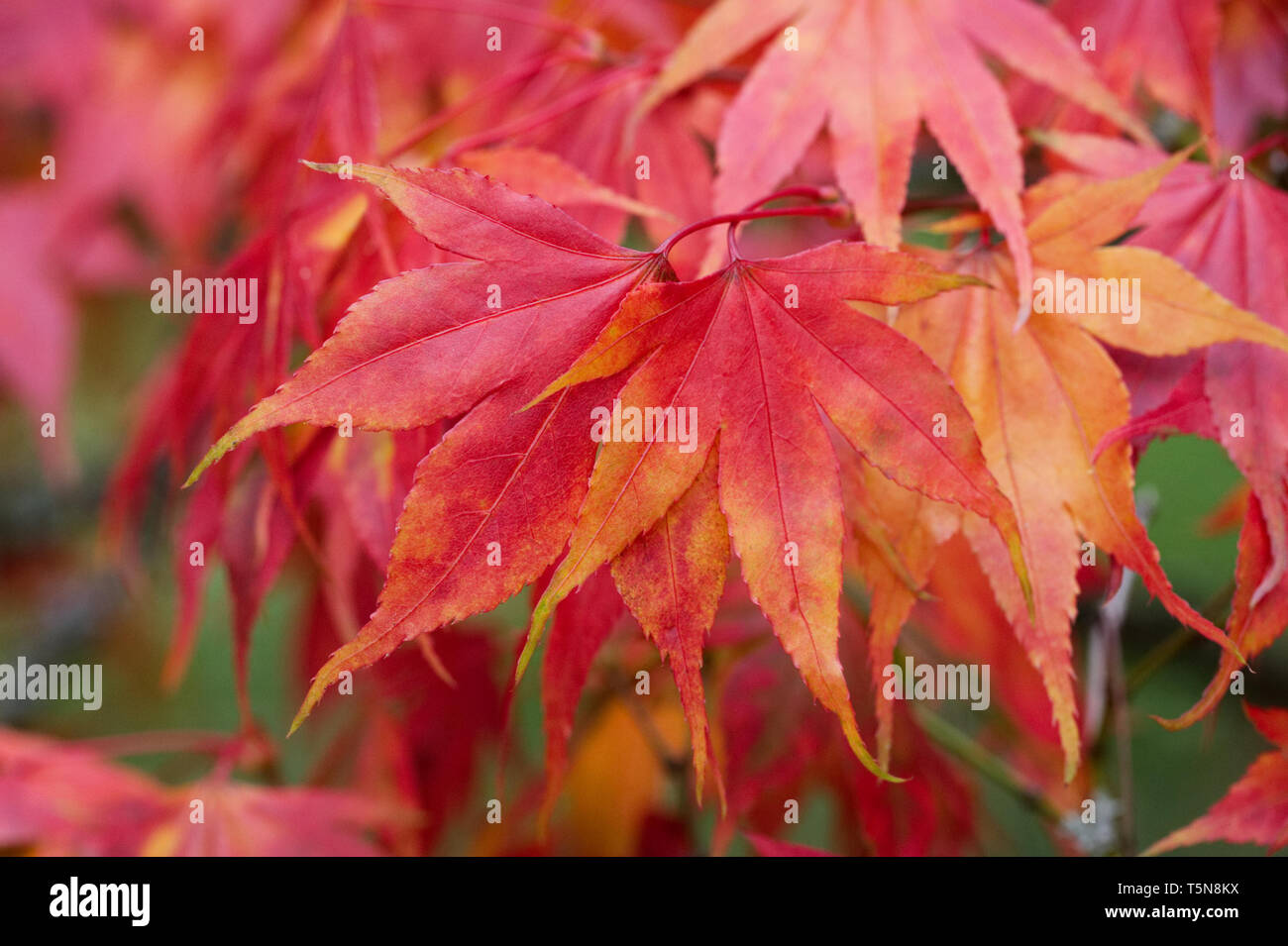 Acer palmatum le foglie in autunno. Foto Stock