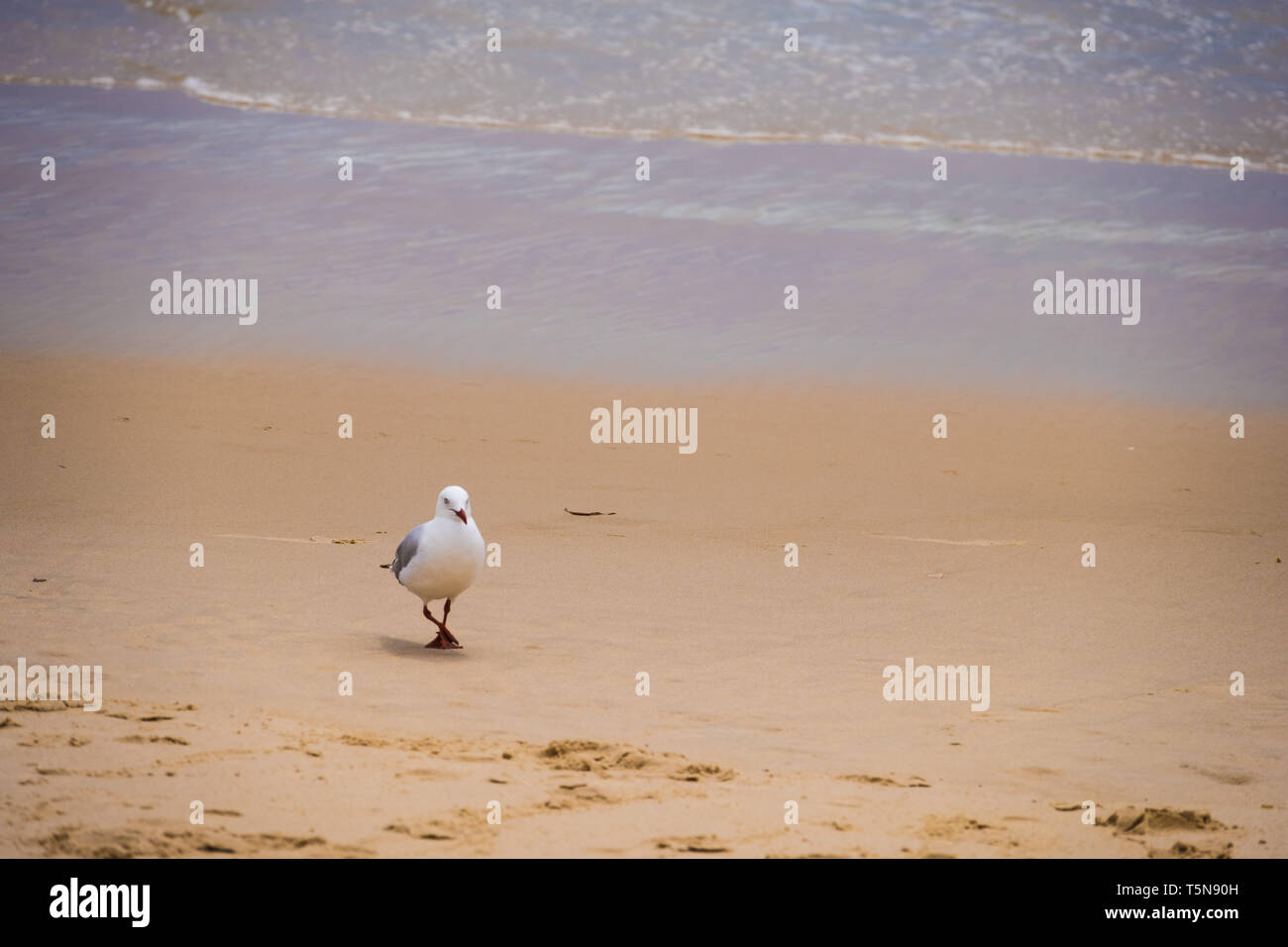 Seagull camminando sulla spiaggia vicino al bordo dell'acqua Foto Stock
