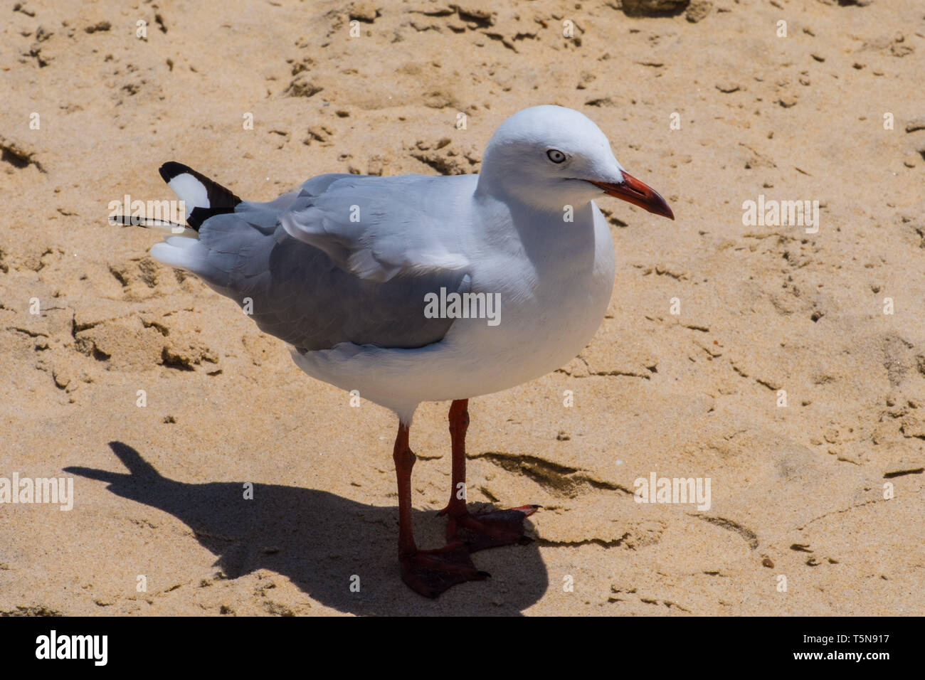 Seagull sulla spiaggia con sabbia vicino, Foto Stock