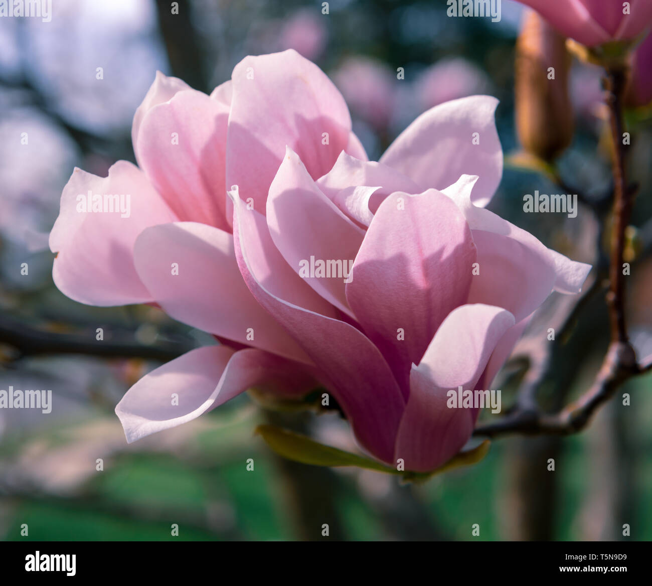 Primo piano dei delicati petali di rosa Cinese del Magnolia in Spring Lake, NJ, Stati Uniti d'America Foto Stock