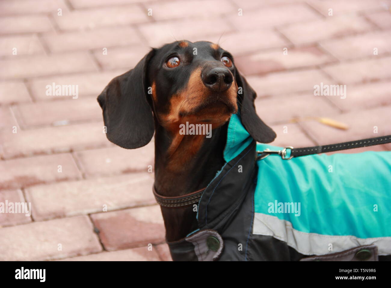 Occhi di daschund Foto Stock