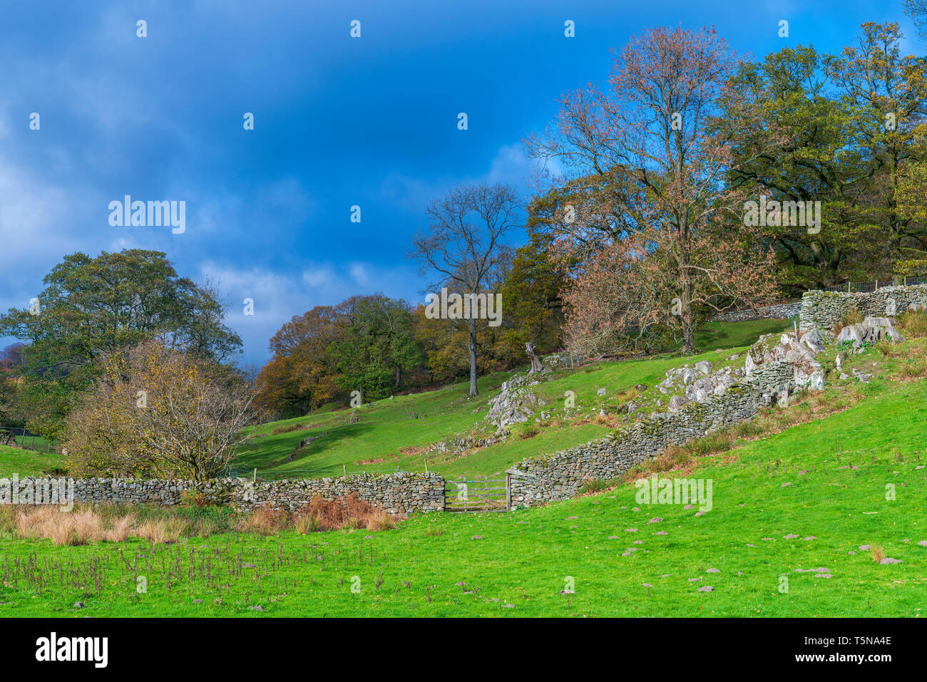 Loughrigg Tarn Elterwater, Parco Nazionale del Distretto dei Laghi, Cumbria, Regno Unito, Europa. Foto Stock