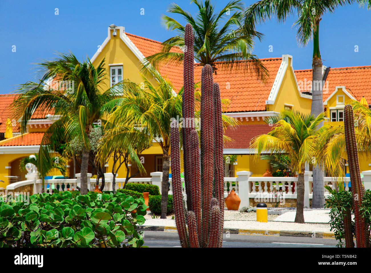 Cactus con villa in background su aruba Foto Stock