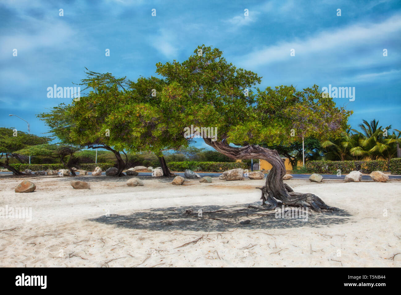 Flamboyant Tree (divi-divi tree) sulla spiaggia di Aruba. Foto Stock