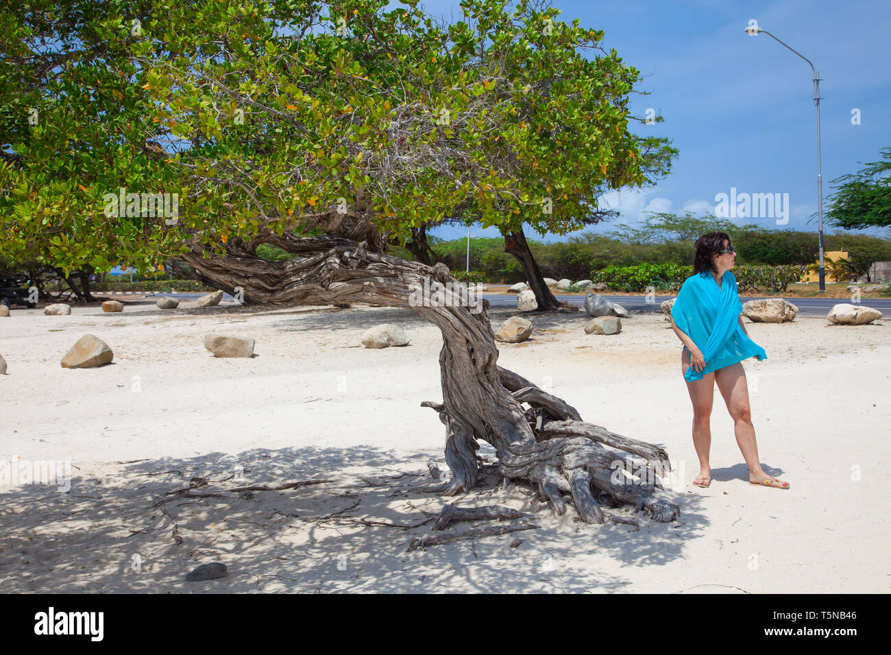 Flamboyant Tree (divi-divi tree) su eagle beach di Aruba. Foto Stock