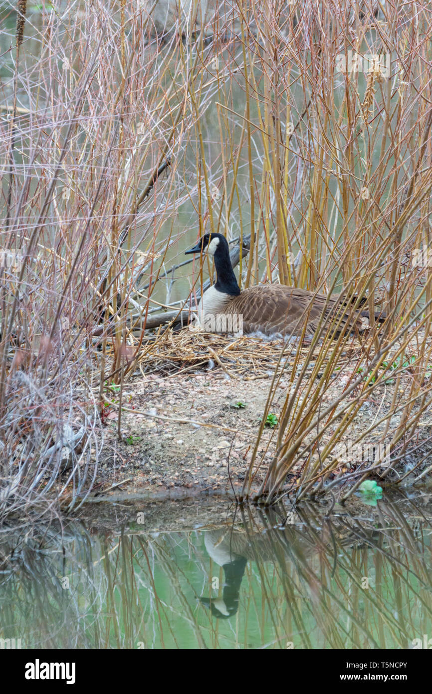 Femmina Canada goose (Branta canadensis) sul nido incubazione di uova. Area di nido è circondata dalle acque del torrente per la protezione. Castle Rock ci Colorado Foto Stock