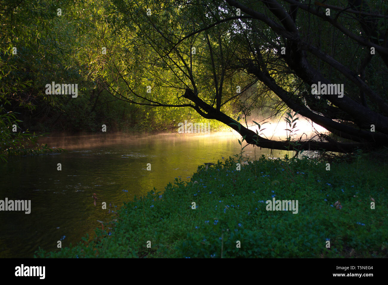 La nebbia galleggiante sopra una calma creek, incandescente sulle prime luci dell alba, in Patagonia Argentina. Foto Stock