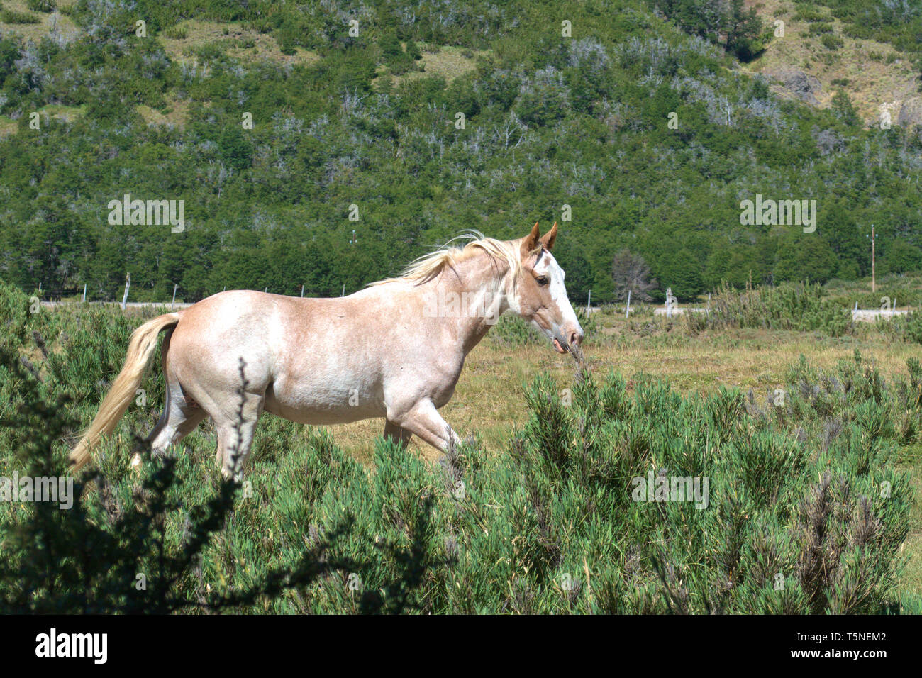 Cavallo giovane e vivace, galoppando su una prateria nella Patagonia argentina. Foto Stock