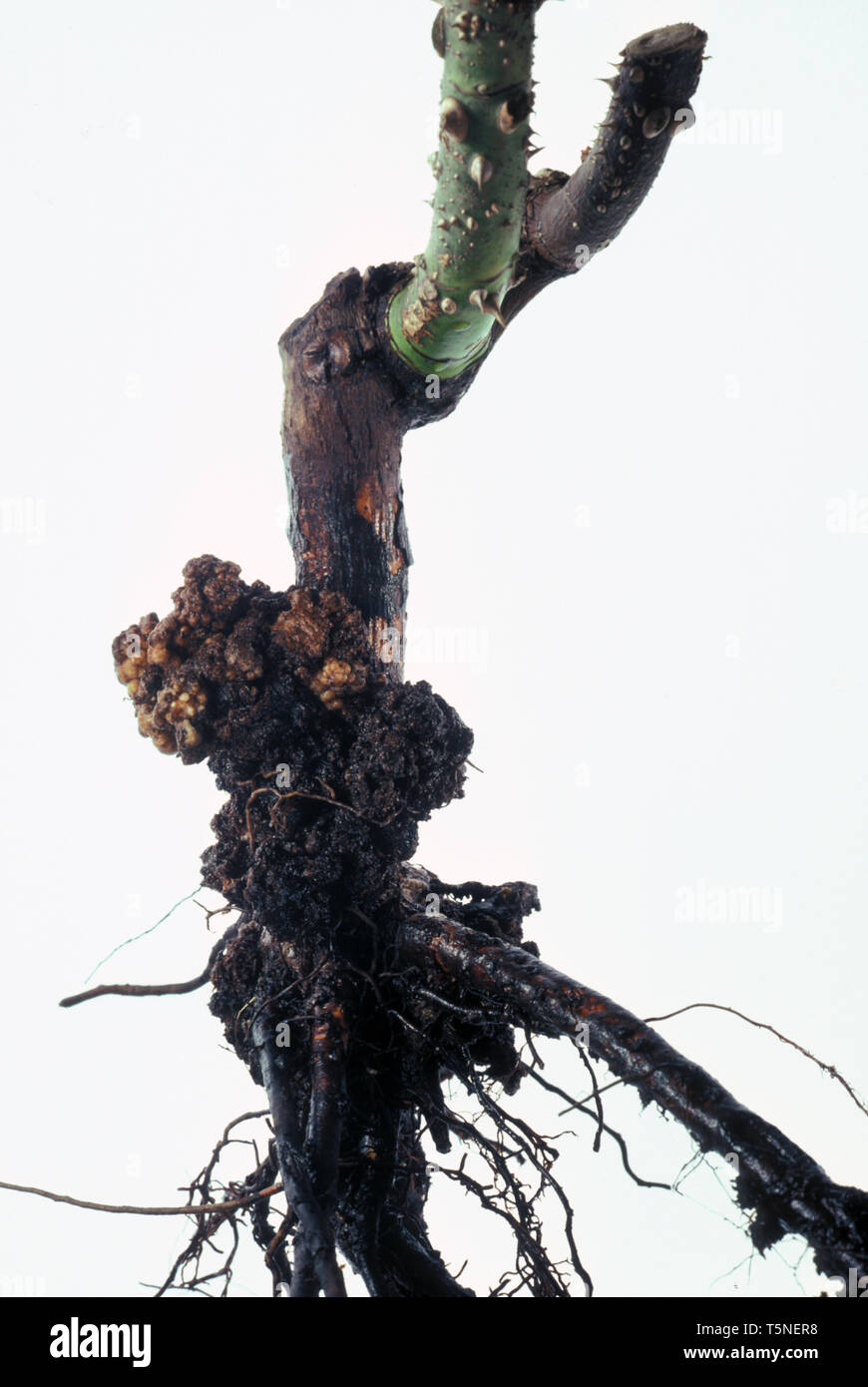 CROWN GALL (AGROBACTERIUM SPP.) sulle rose è associato con la presenza di un tumore-indurre il ceppo di Agrobacterium rhizogenes. Foto Stock